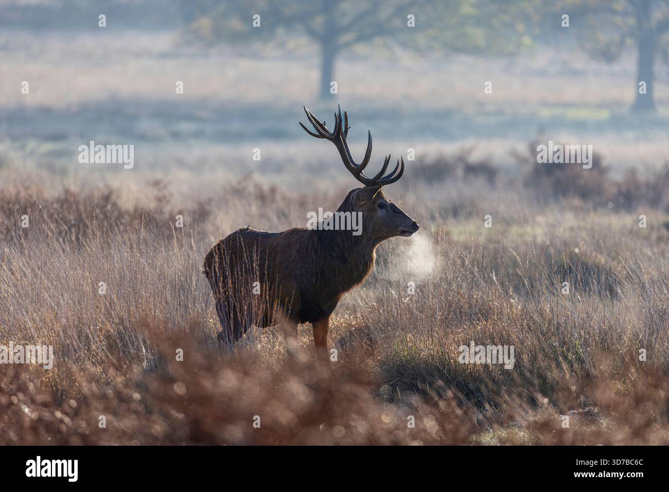 A red deer (Cervus elaphus) stag with antlers stands with breath showing in cold winter weather, Richmond Park, London Borough of Richmond upon Thames Stock Photo