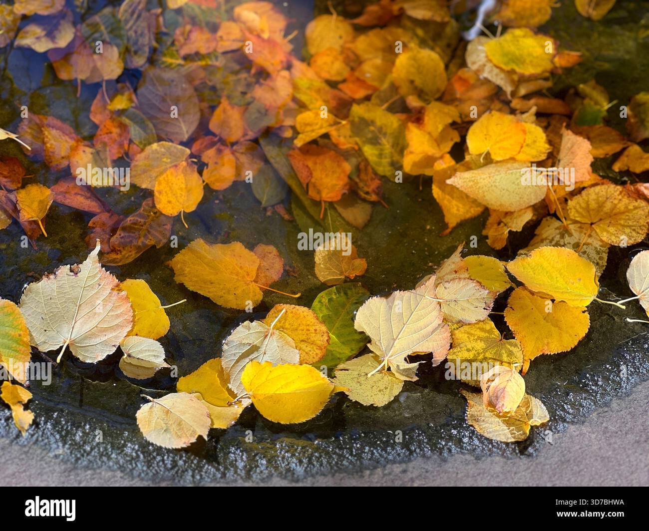 Autumn fallen leaves in a puddle. Stock Photo