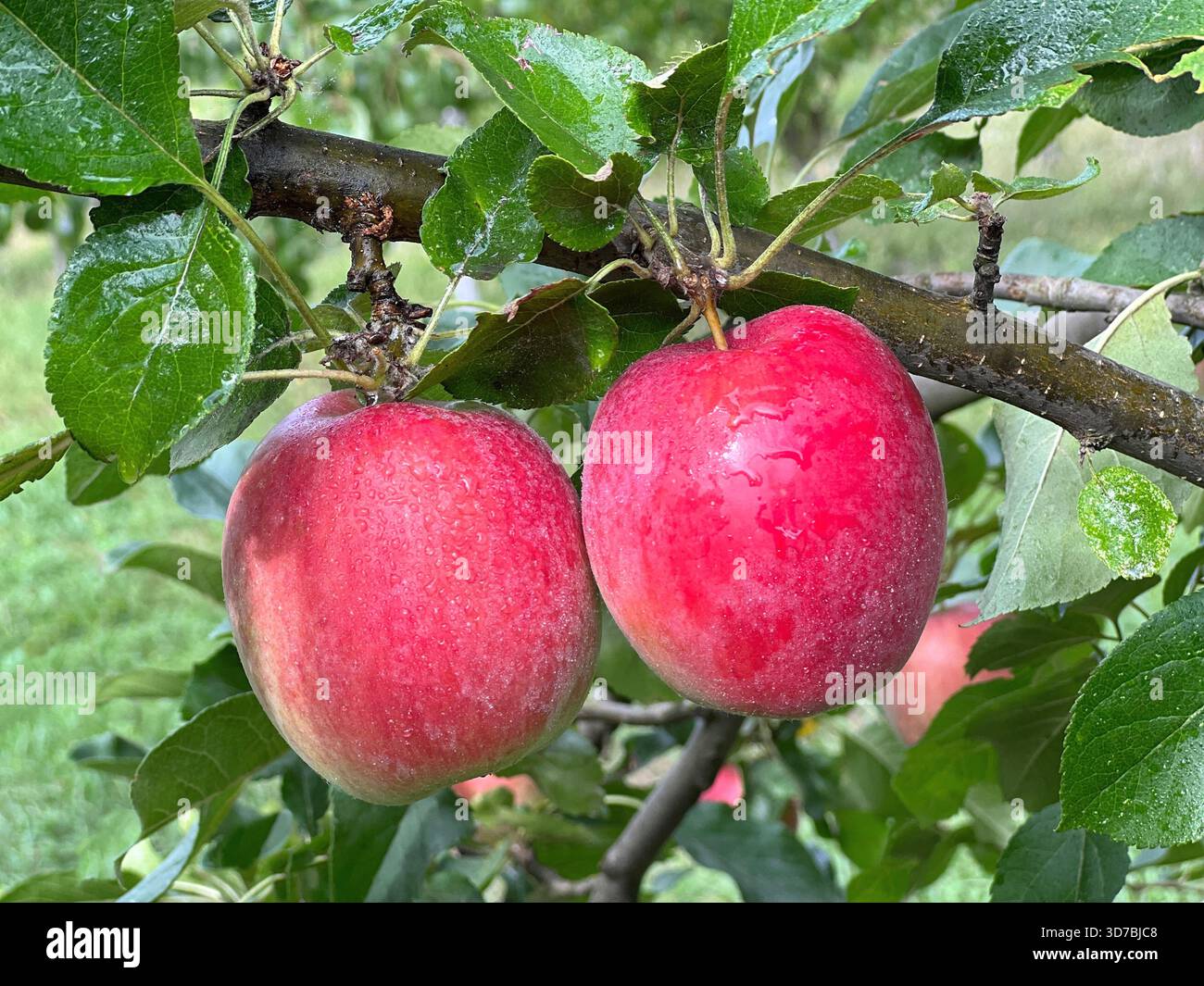 Red apples on tree in fruit orchard Stock Photo