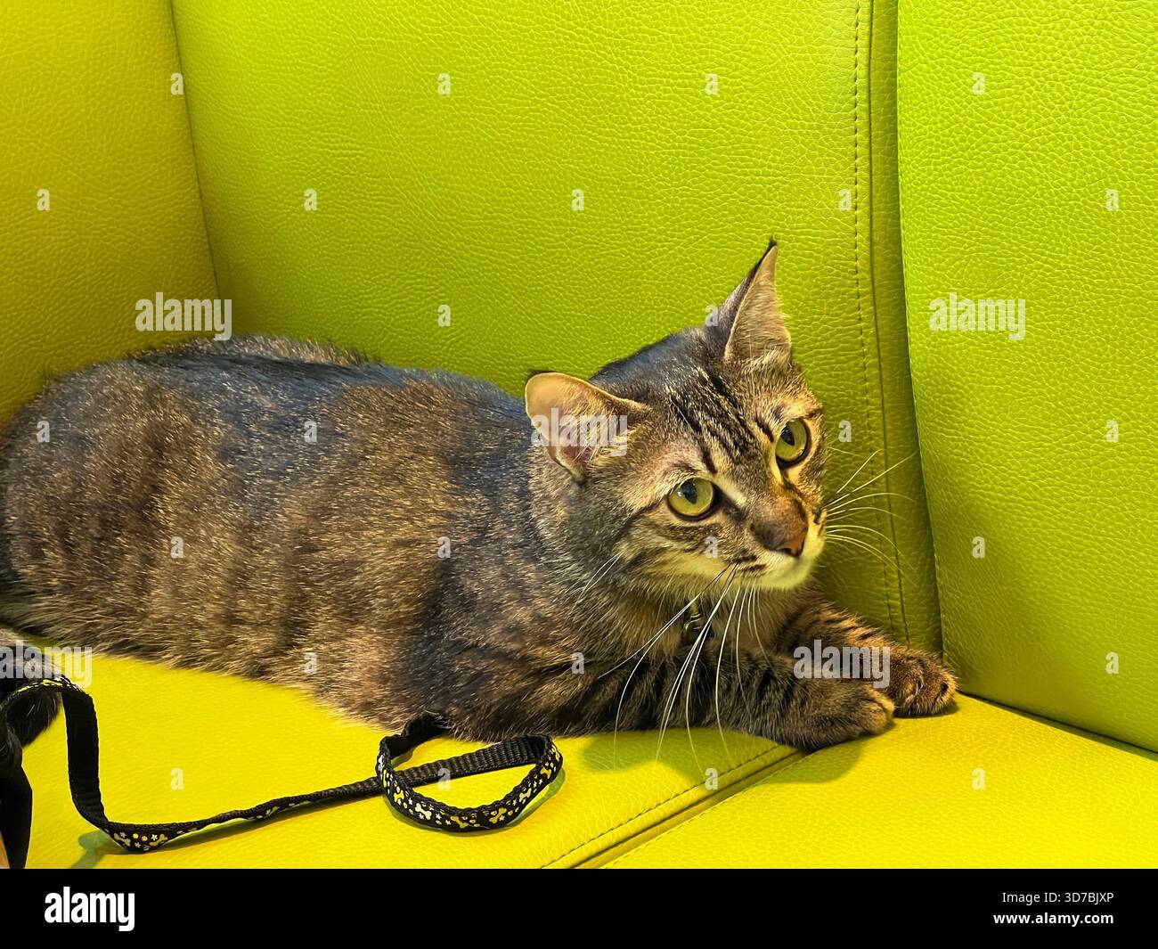 Tabby cat lying down on the green sofa Stock Photo