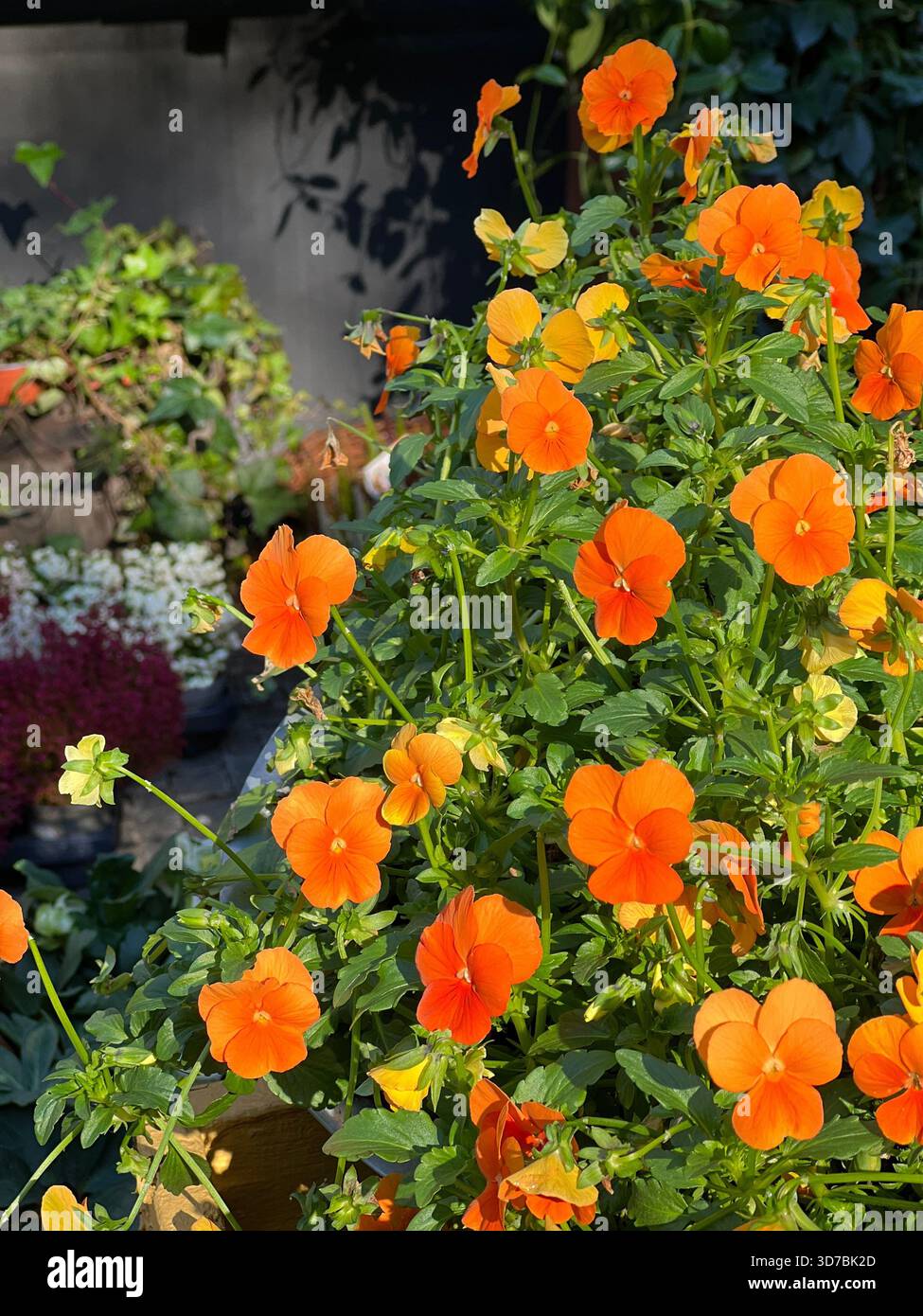 Viola flowers pansies bright orange blossom Stock Photo