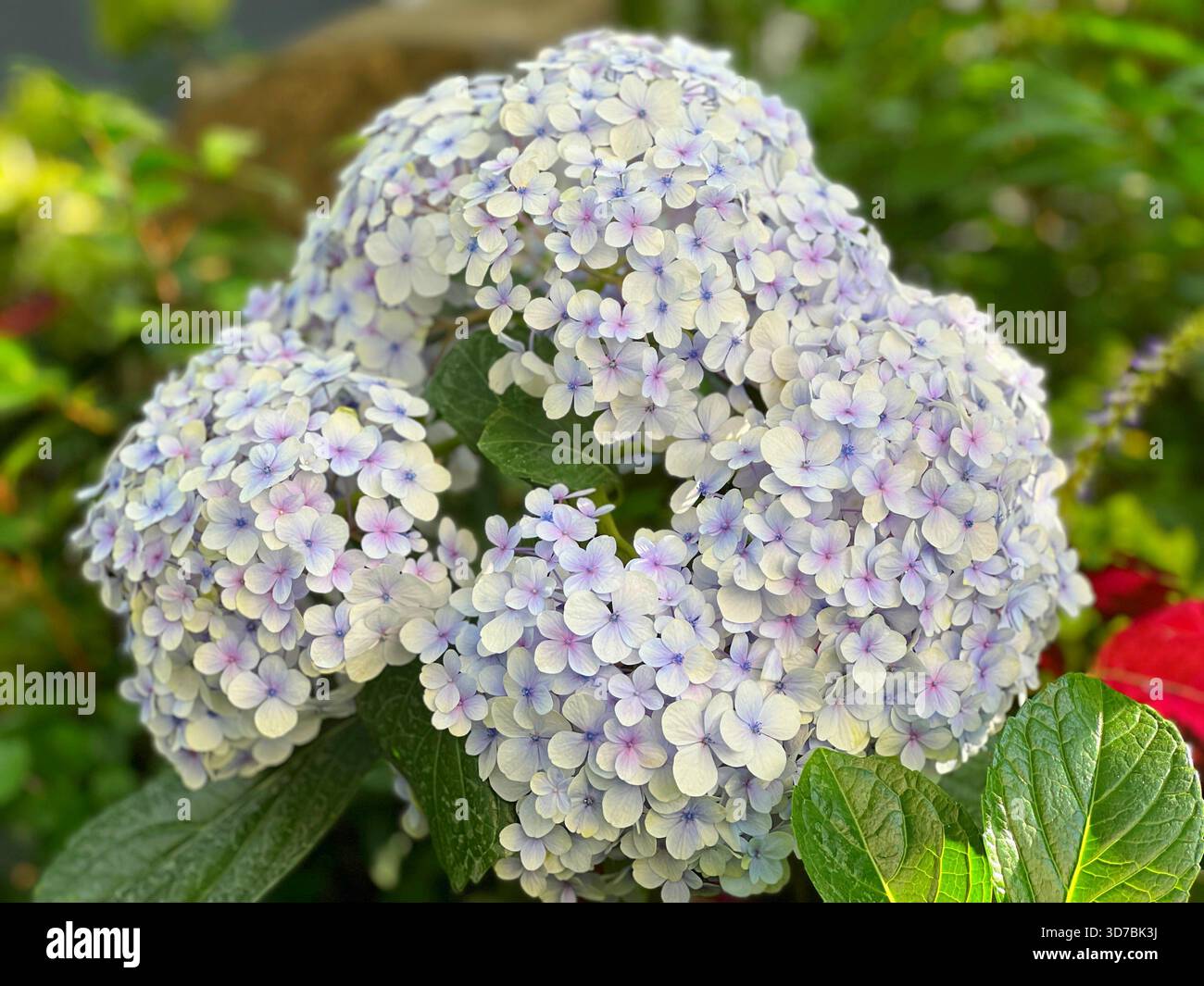 Beautiful hydrangea blossom white purple blue clusters Stock Photo