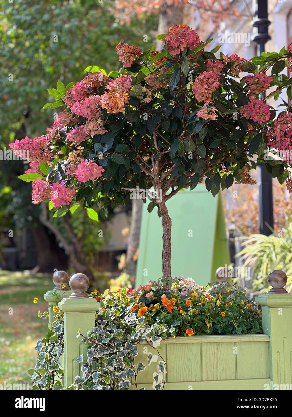Hydrangea bush in the garden yard Stock Photo