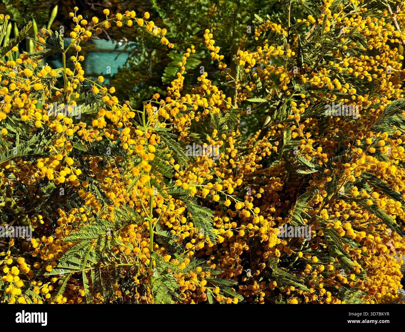 Yellow flowers acacia hi-res stock photography and images - Alamy