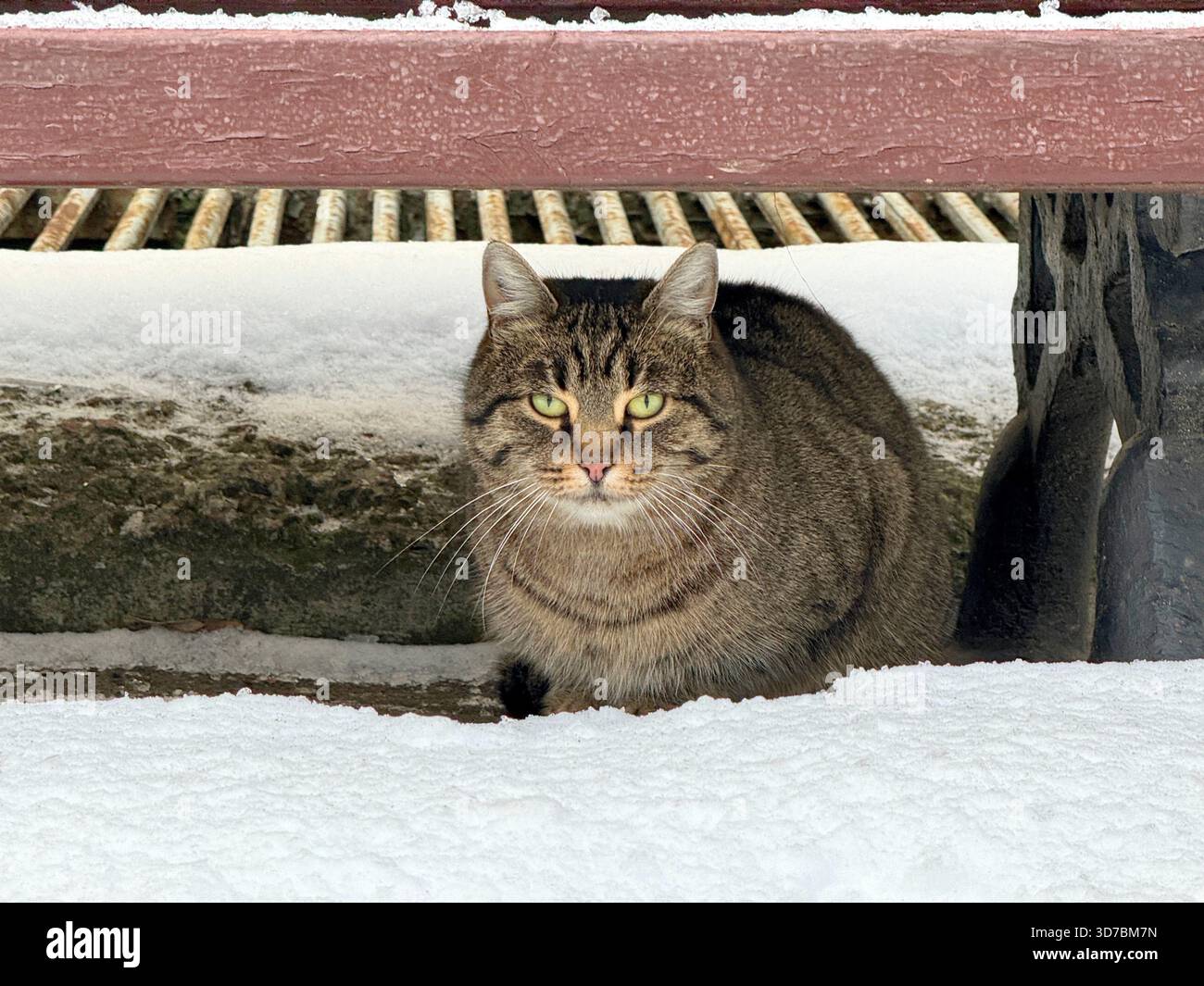 Tabby cat sits in snow under bench Stock Photo