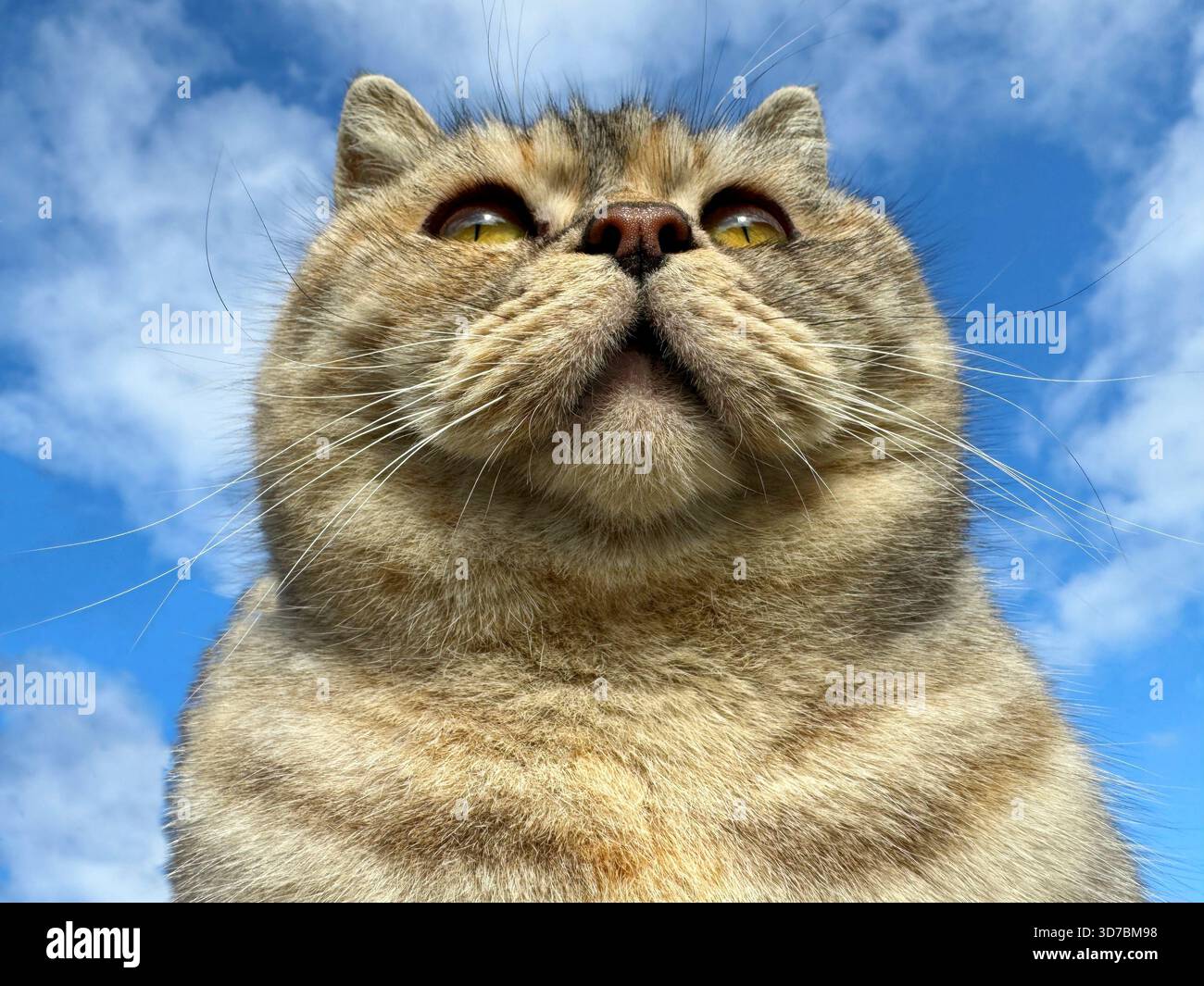 Carys Charismatic Cat キャリーズ チャリスマティック Charismatic feline hi-res stock photography and images - Alamy