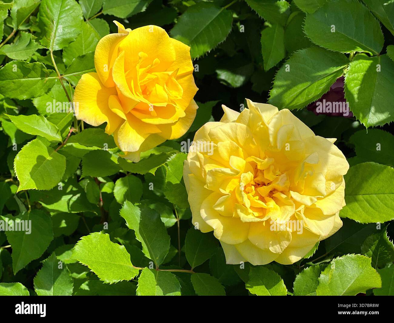 Beautiful yellow roses flowers in the garden Stock Photo