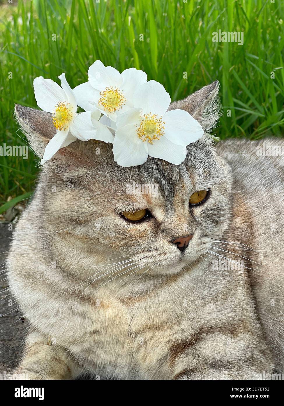 Cute cat with white flowers lying down in grass Stock Photo