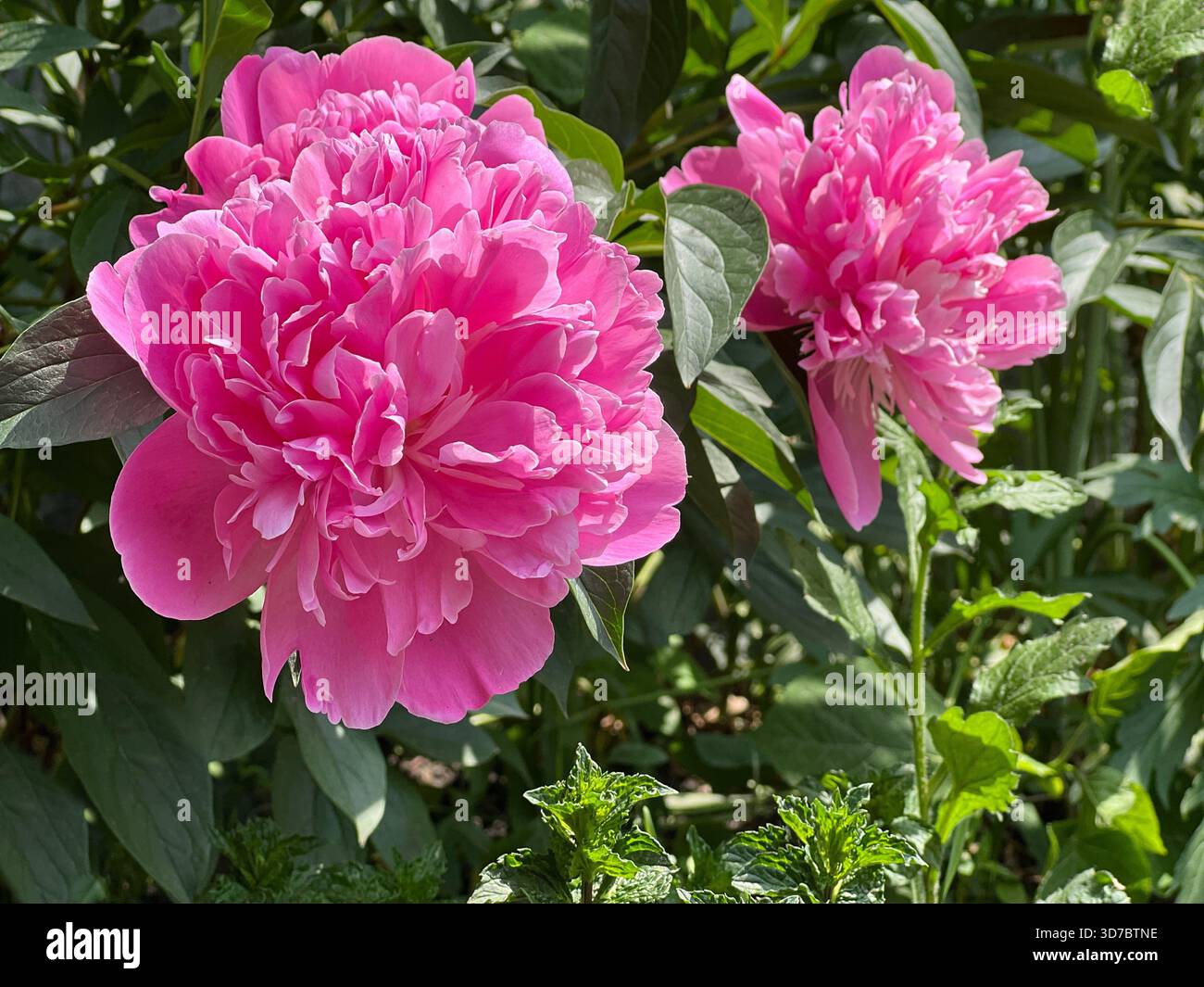 Pink peony flower bloom in the garden Stock Photo - Alamy