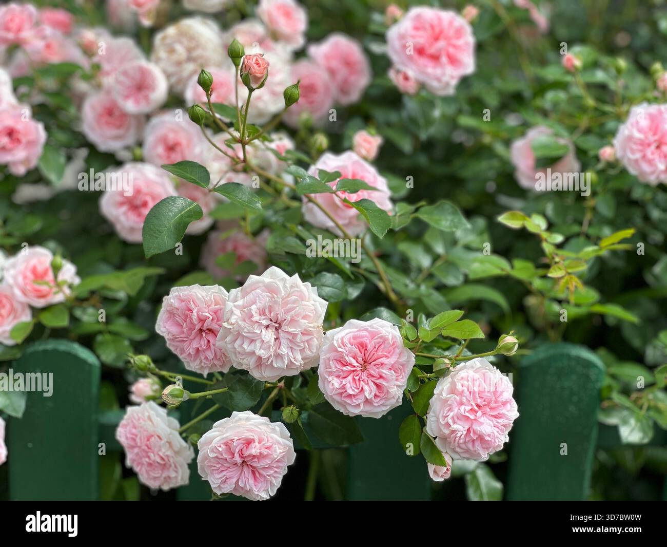 Beautiful rose bush pink flowers on garden fence Stock Photo - Alamy