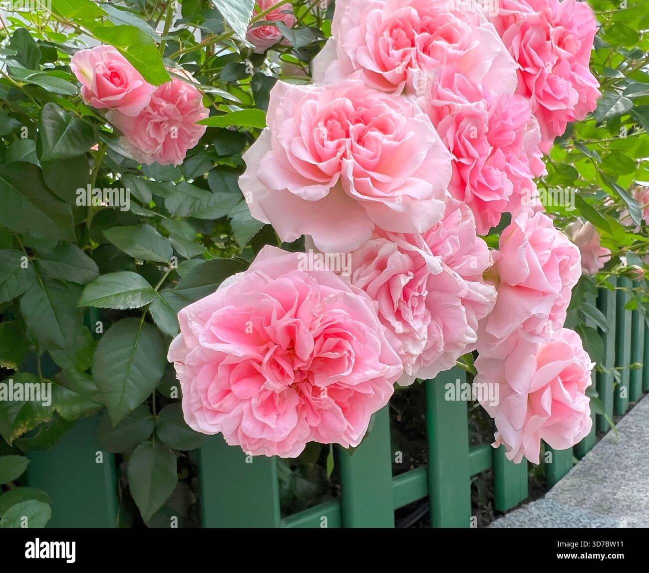 Beautiful rose bush pink flowers on garden fence Stock Photo - Alamy