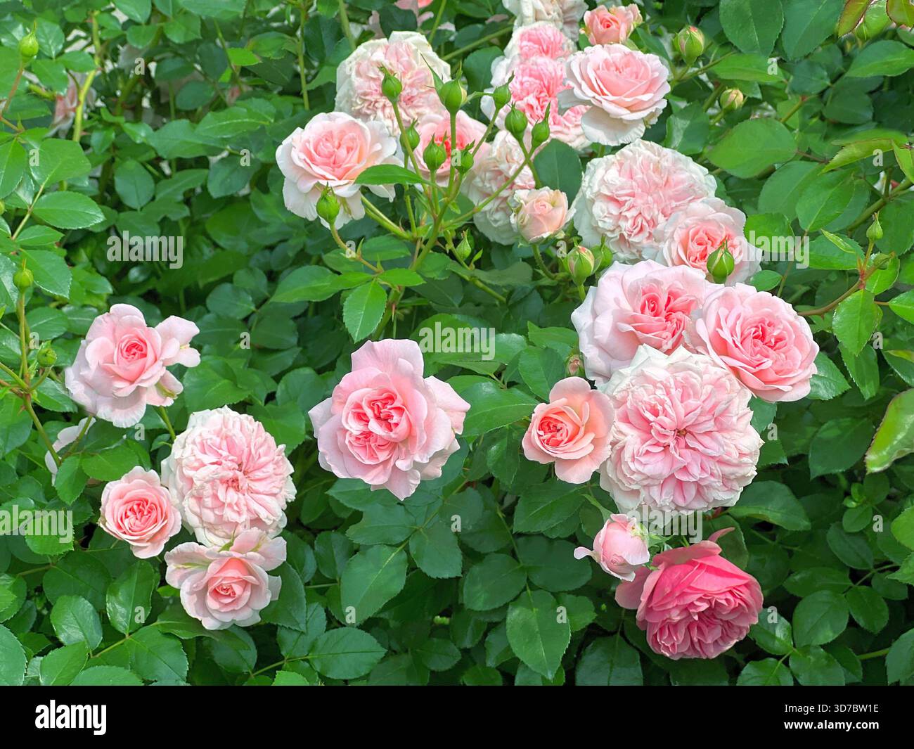 Beautiful rose bush with pink roses flowers Stock Photo - Alamy