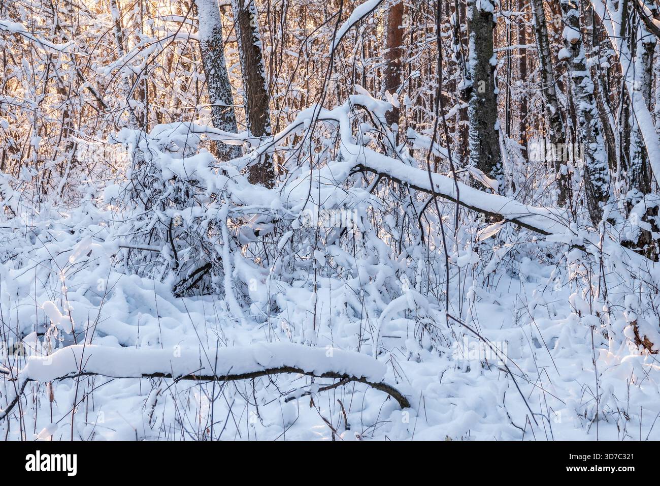 Tree branches in winter covered with snow and frost in snowfall. Frozen ...