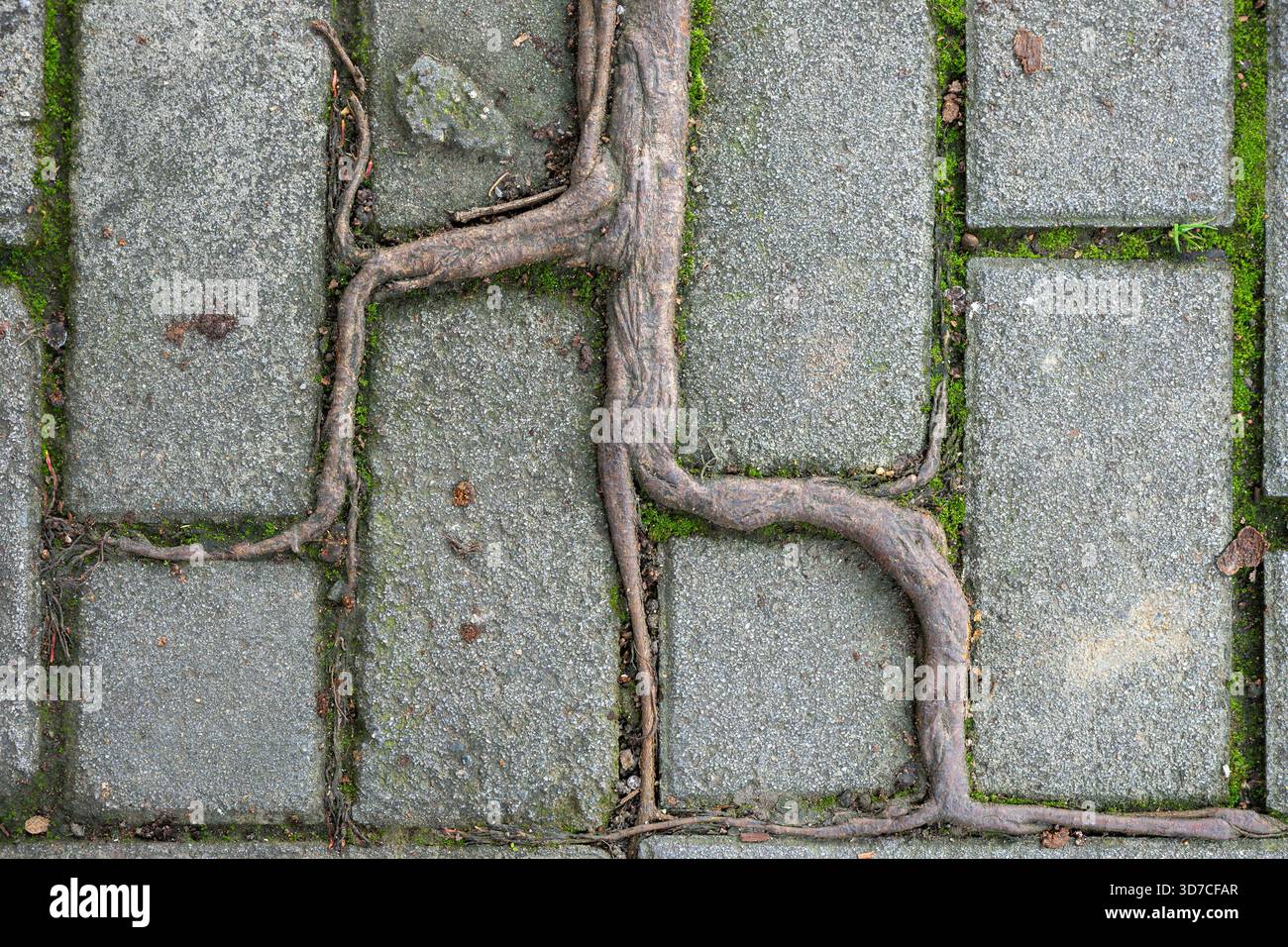 Tree roots sidewalk hi-res stock photography and images - Alamy