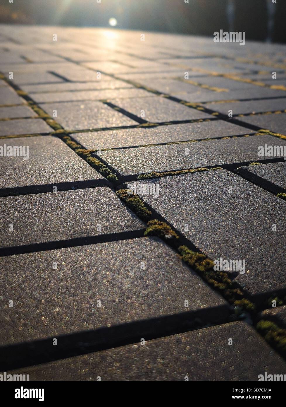 vertical low angle close up of paving stones texture with moss and golden sunlight Stock Photo