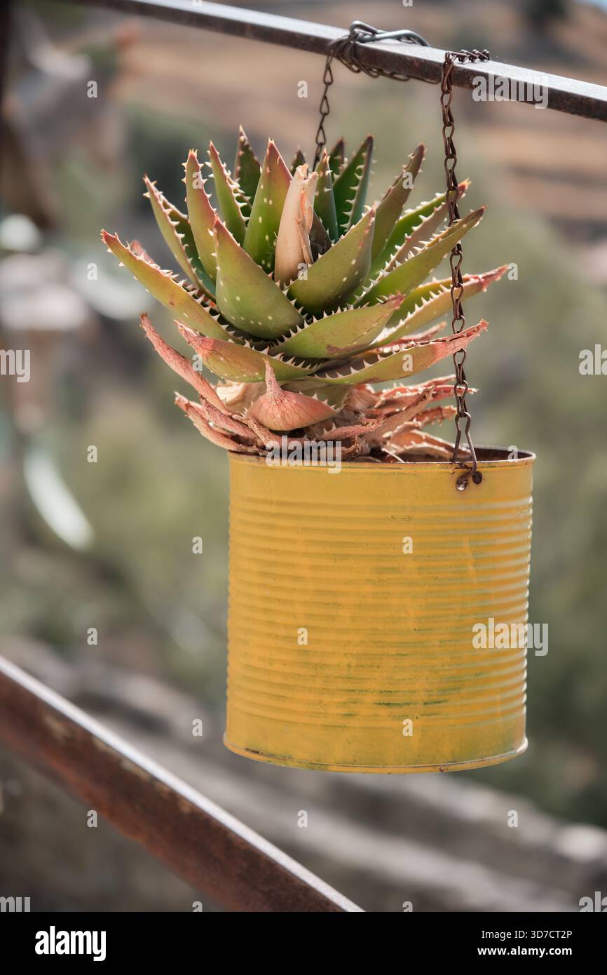 Hanging aloe hi-res stock photography and images - Alamy