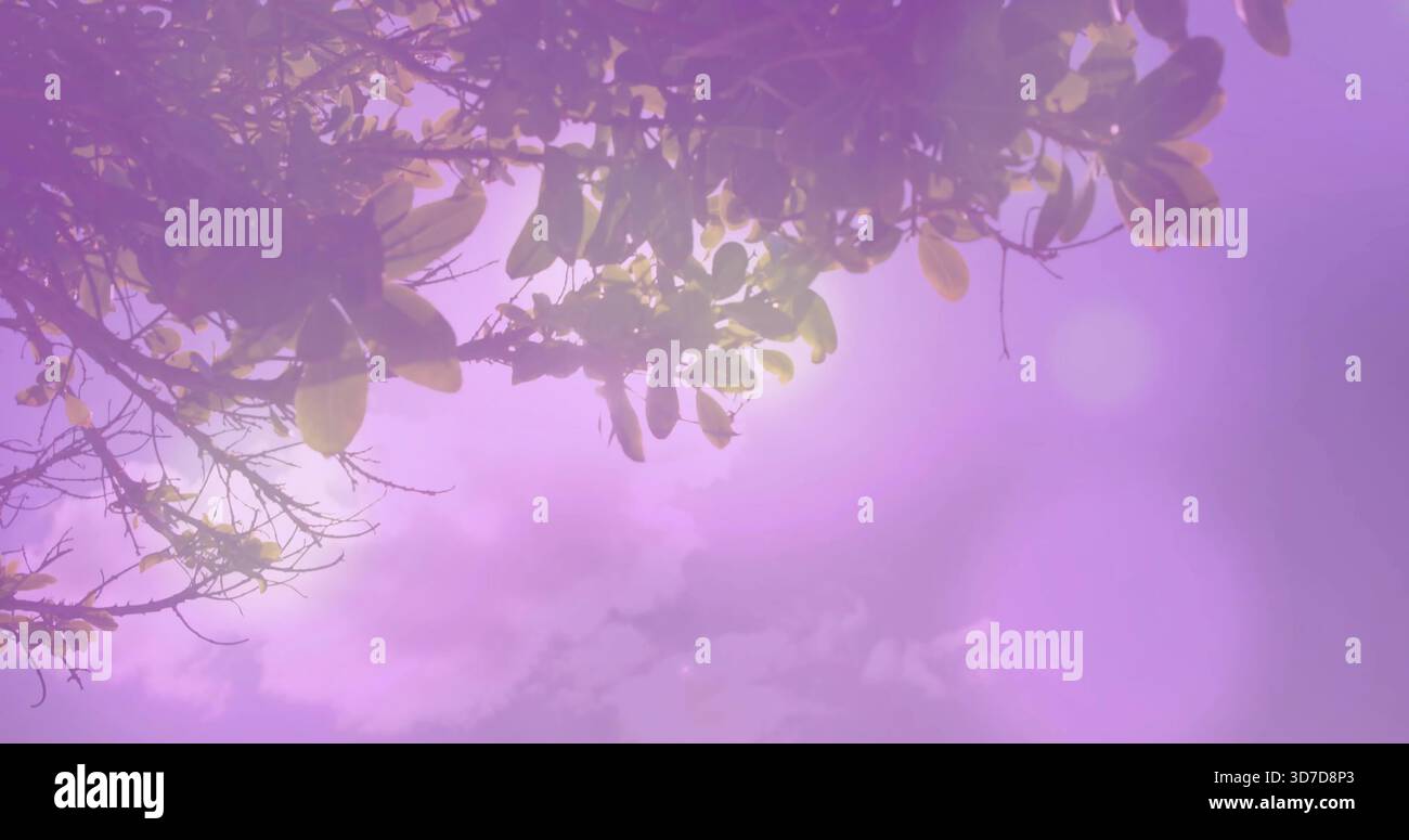 Tree canopy overhead framing hi-res stock photography and images - Alamy