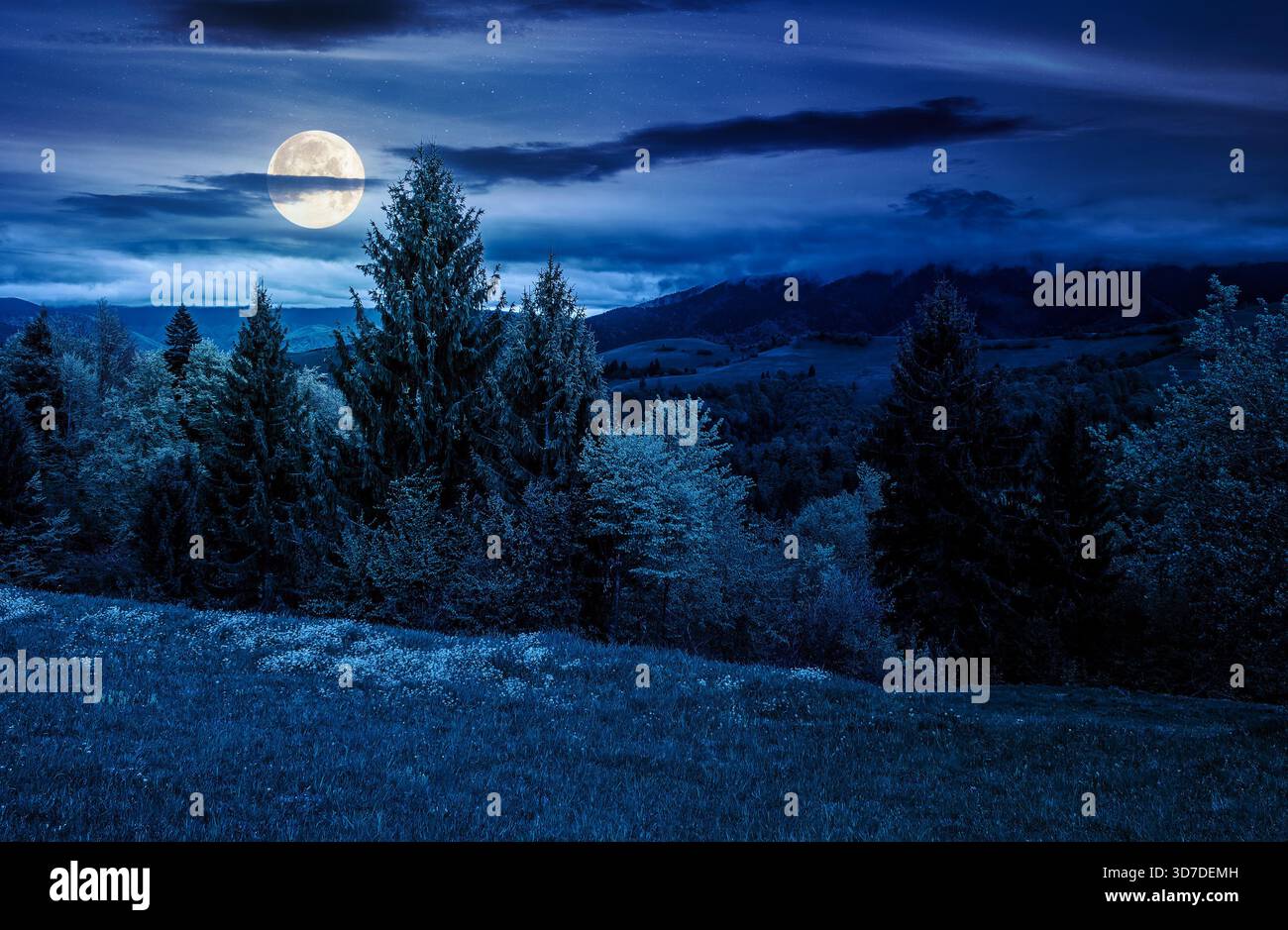spruce forest on a hill side meadow in high mountains on a cloudy spring night. countryside landscape for sustainability background in full moon light Stock Photo