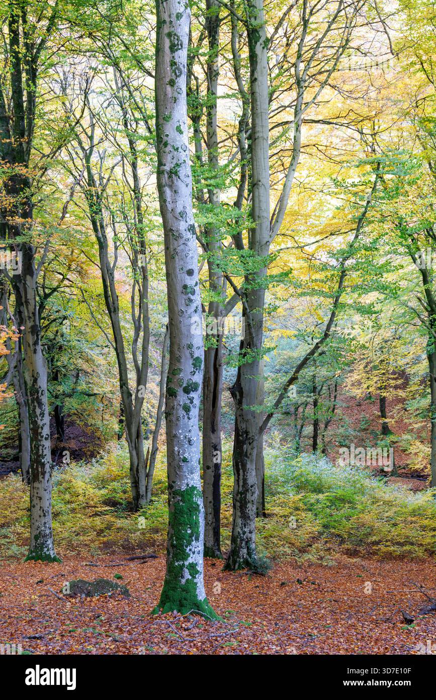 Mixed woodland, St Mary's Vale, Sugar Loaf, Abergavenny, Wales, UK Stock Photo