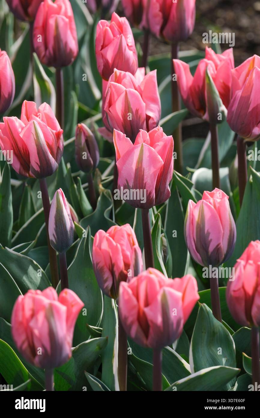 tulipa pretty princess, tulip pretty princess, rose pink flowers with dark, red/purple flaming, in spring. Stock Photo