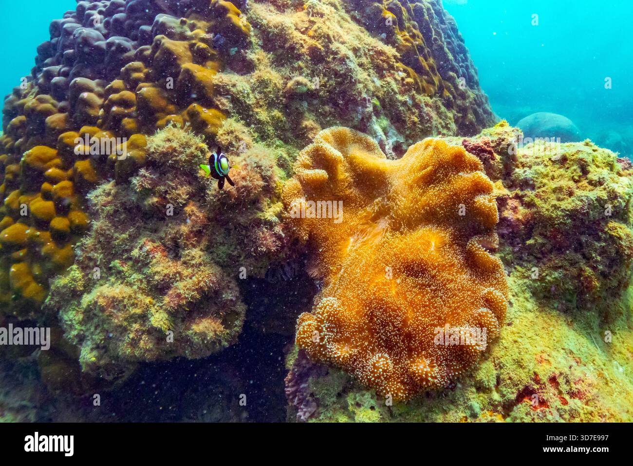Big clown fish Amphiprion ocellaris swim fish in polyps poisonous ...