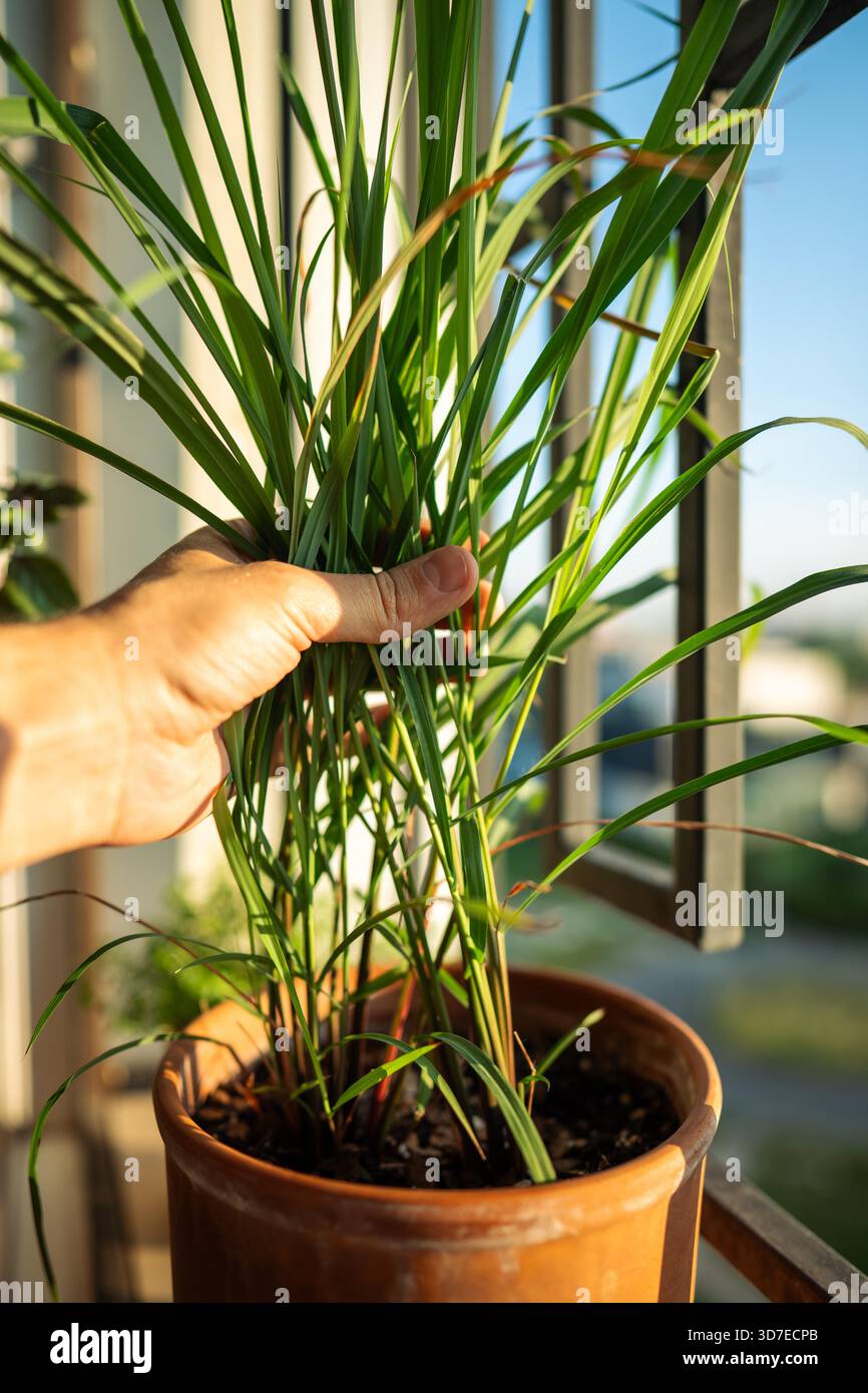 Homegrown lemongrass hi-res stock photography and images - Alamy
