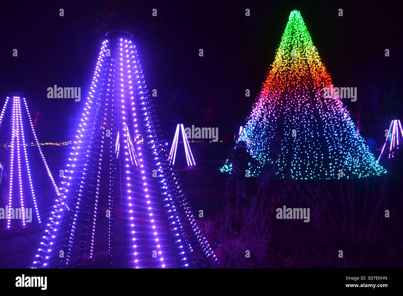 Christmas at Bute Park
