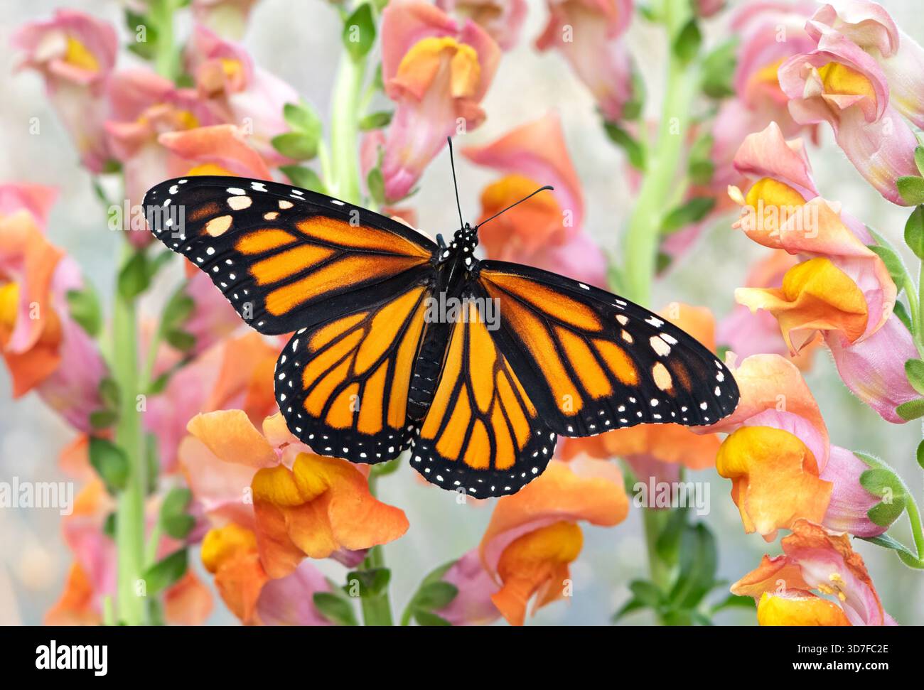 Macro of a monarch butterfly (danaus plexippus) resting on snapdragon flowers. Stock Photo