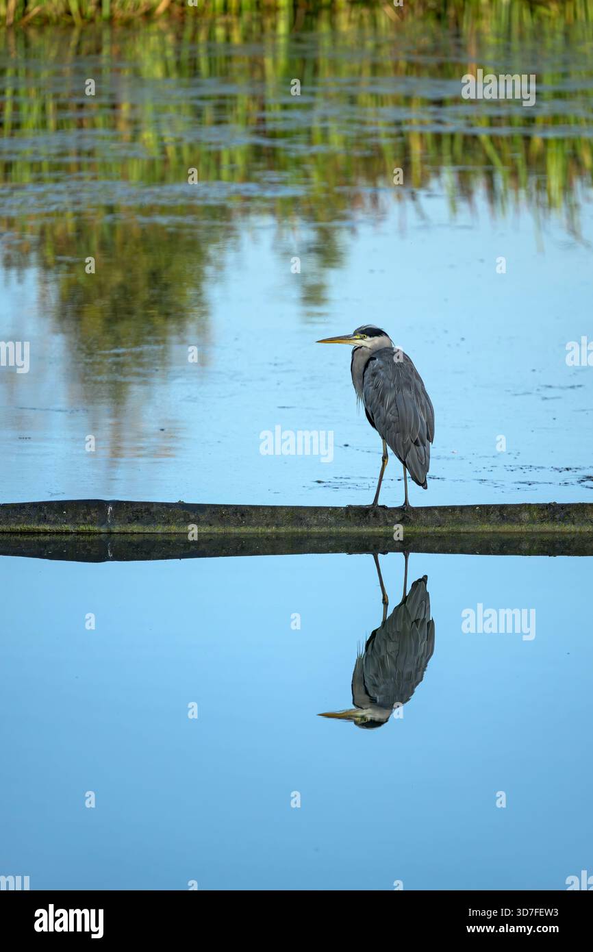 Grey Heron at Caen Hill Locks pond, Devizes watching and waiting for fish, with a perfect reflection in the water. Stock Photo