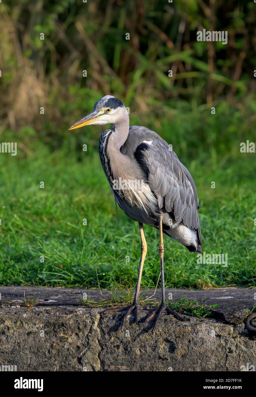 Grey Heron at Caen Hill Locks, Devizes on the lookout for fish Stock Photo