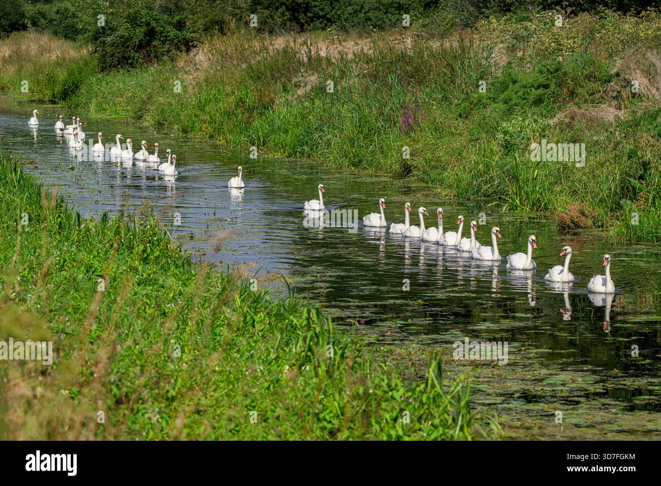 Line of mute swans swimming along the South drain rhyne at Shapwick ...