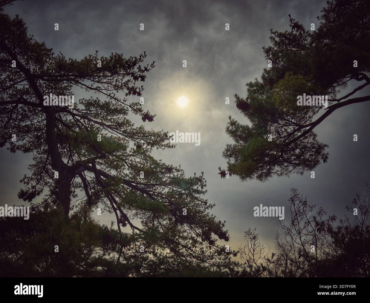 Pale winter sun seen through evergreen tree branches Stock Photo