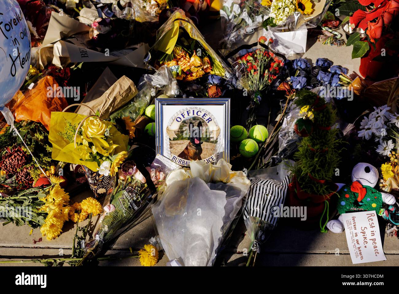 A growing memorial for “Spike,” a fallen Burbank Police K-9, has taken ...