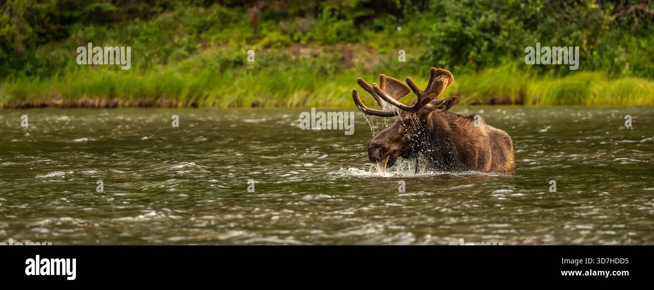 Moose Grazing In Lake Lifts Its Head while eating dinner Stock Photo