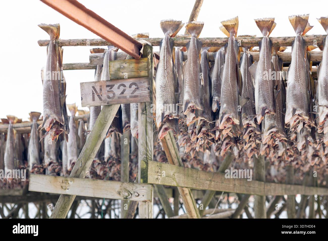 Drying cod in Lofoten, Norway, hanging upside down on a wooden rack ...