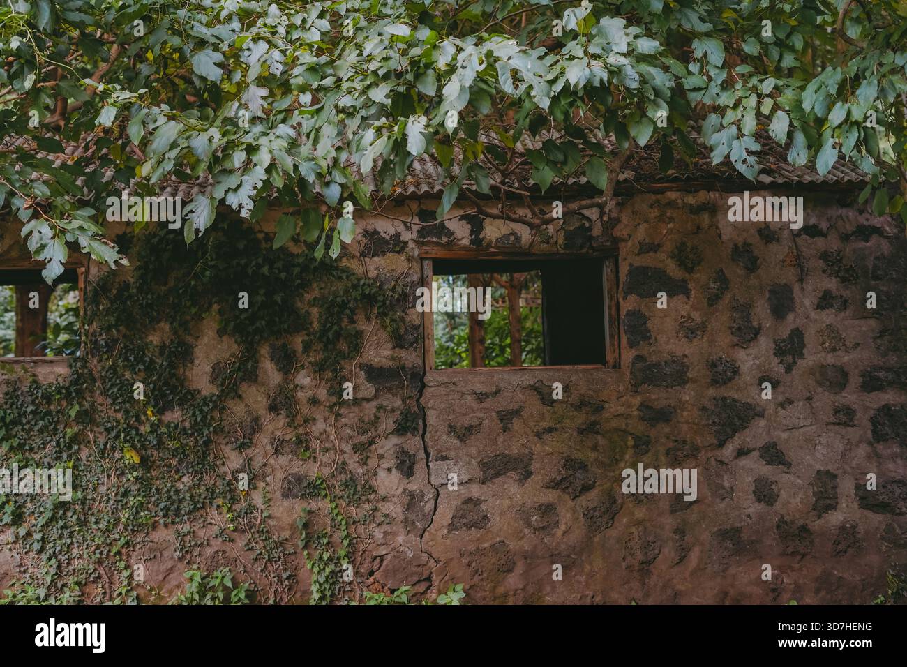 Old Traditional Stone House Wall and Window on Jeju Island, Korea, Covered with Ivy Vines and Tree Leaves Stock Photo