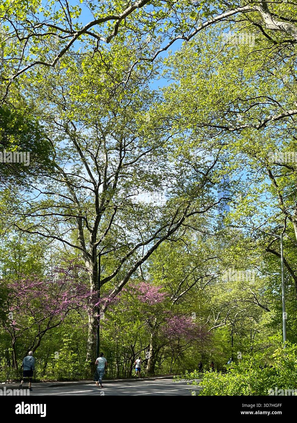 Fresh spring leaves painting Central Park in soft green light. - Smartphone Captured Stock Image