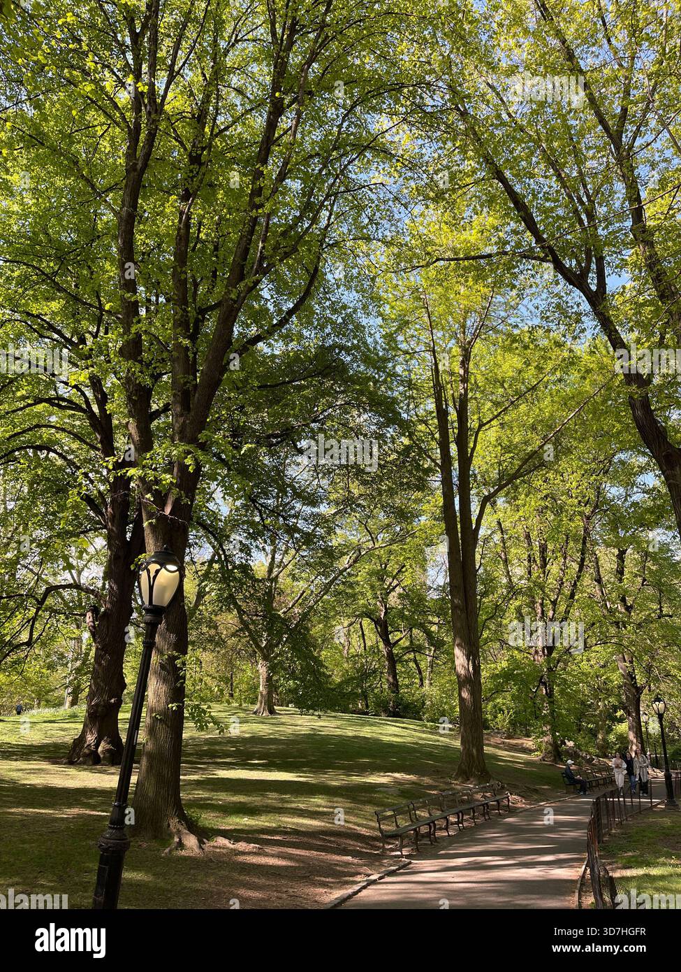 Fresh spring leaves painting Central Park in soft green light. - Smartphone Captured Stock Image