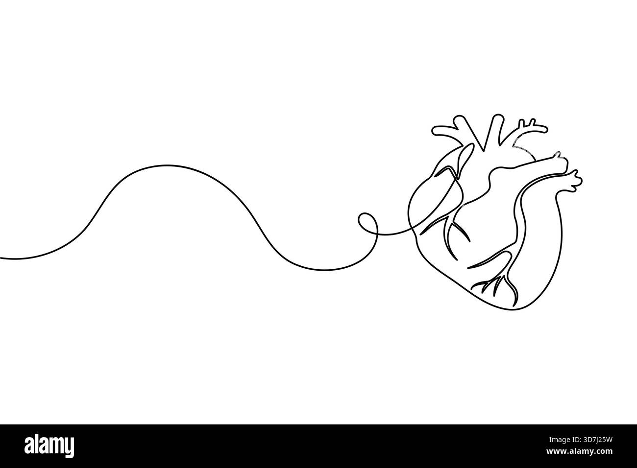 Human heart one line art simple continuous anatomical outline medical ...