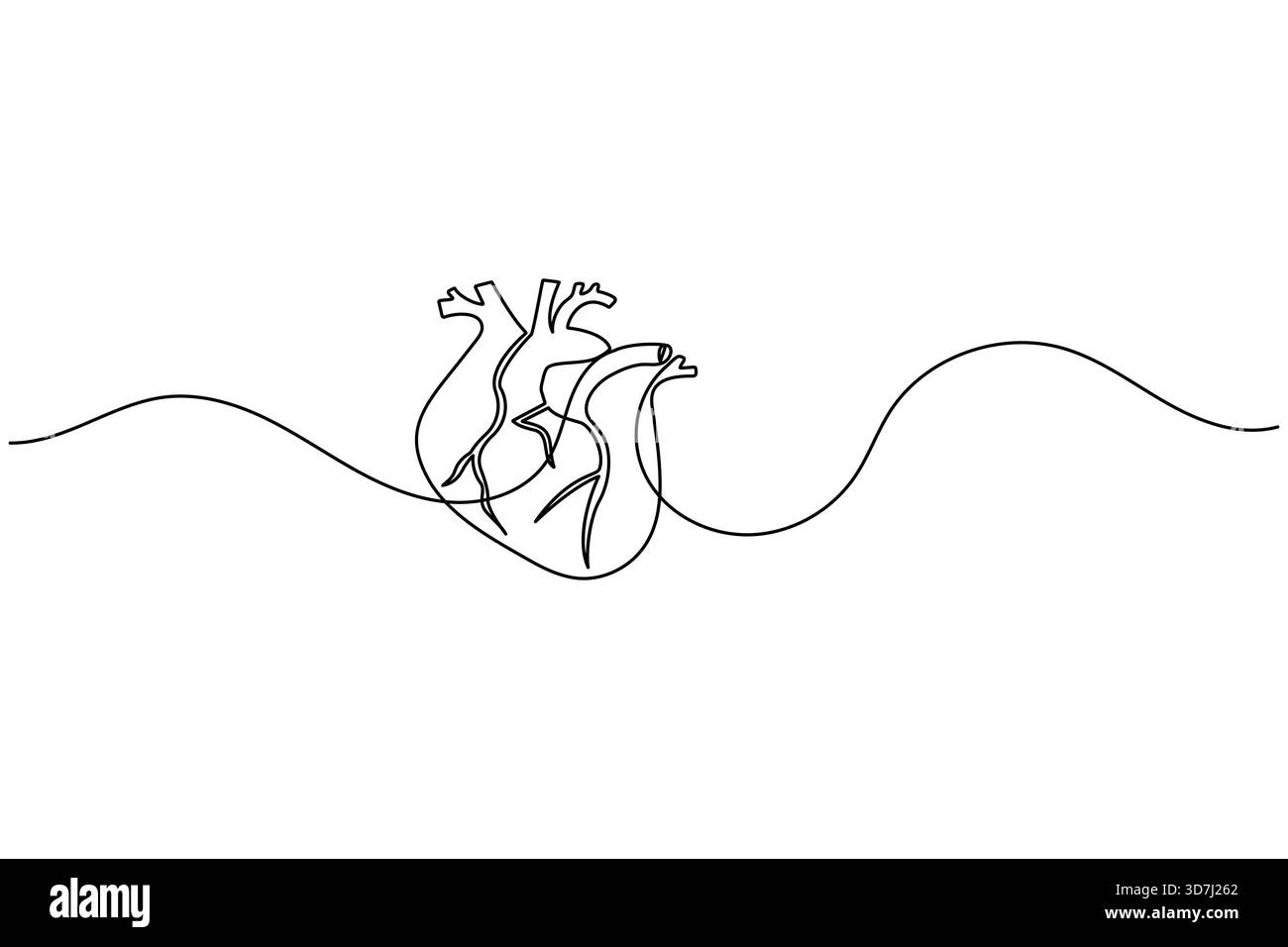Human heart one line art simple continuous anatomical outline medical ...