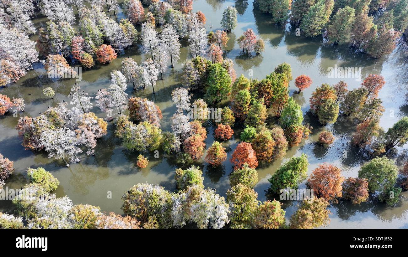 Aerial photo shows the bald cypress trees at a wetland park in Nanjing ...