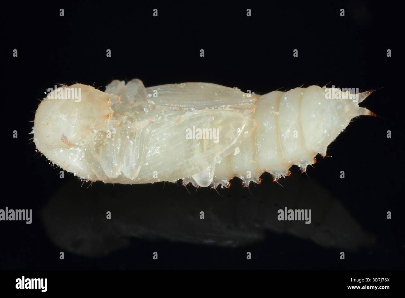 Pupa of Confused flour beetle, Tribolium confusum, a type of darkling beetle known as a flour beetle, is a globally found, common pest insect known fo Stock Photo