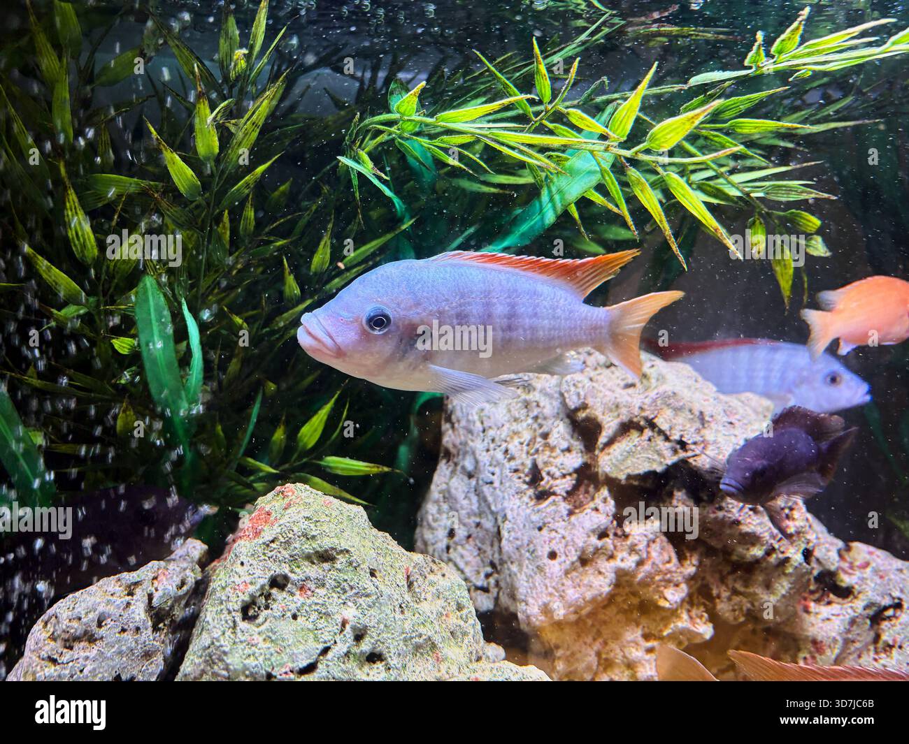 African cichlids are a family of fish that are very popular in aquariums. Stock Photo