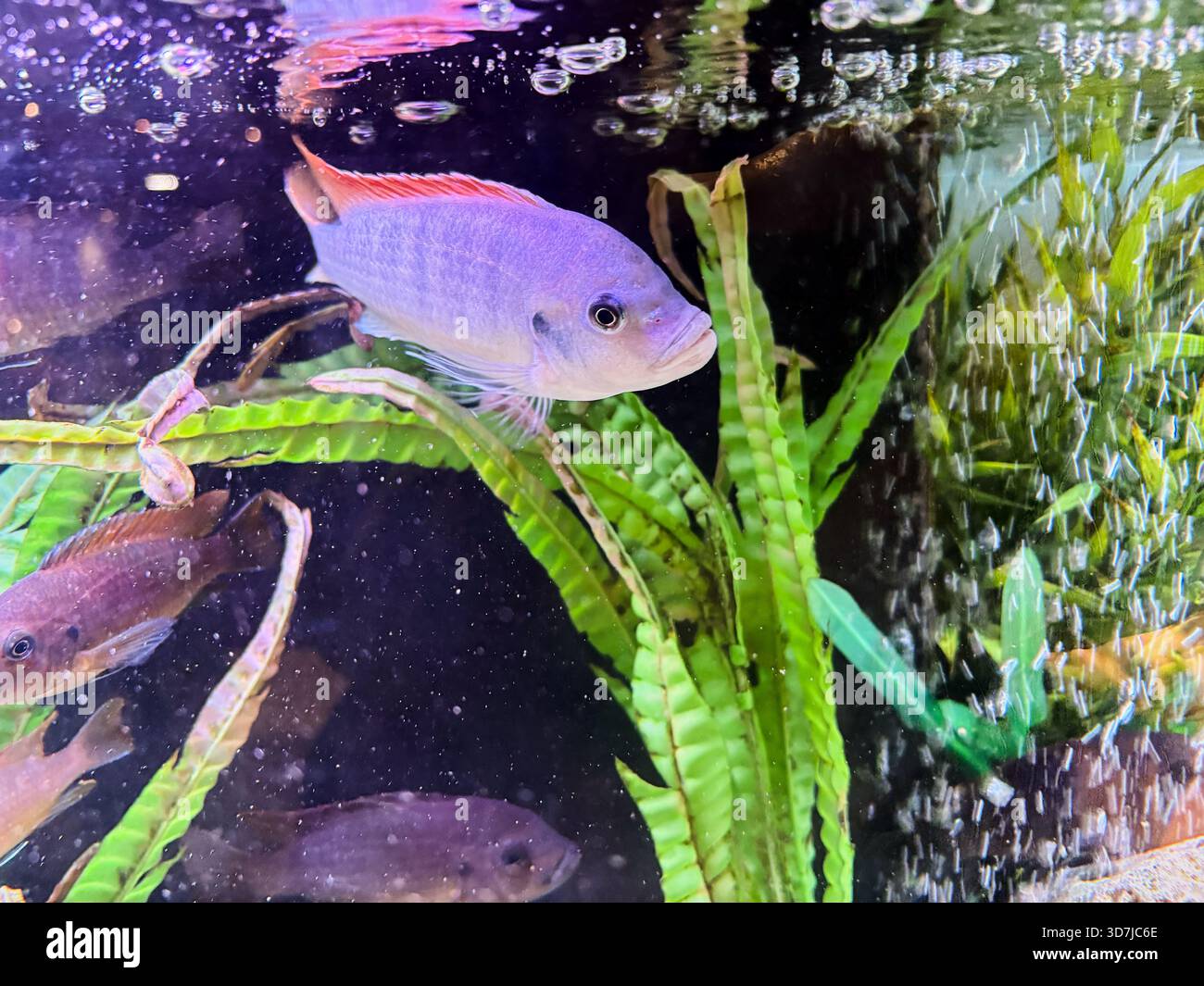 African cichlids are a family of fish that are very popular in aquariums. Stock Photo