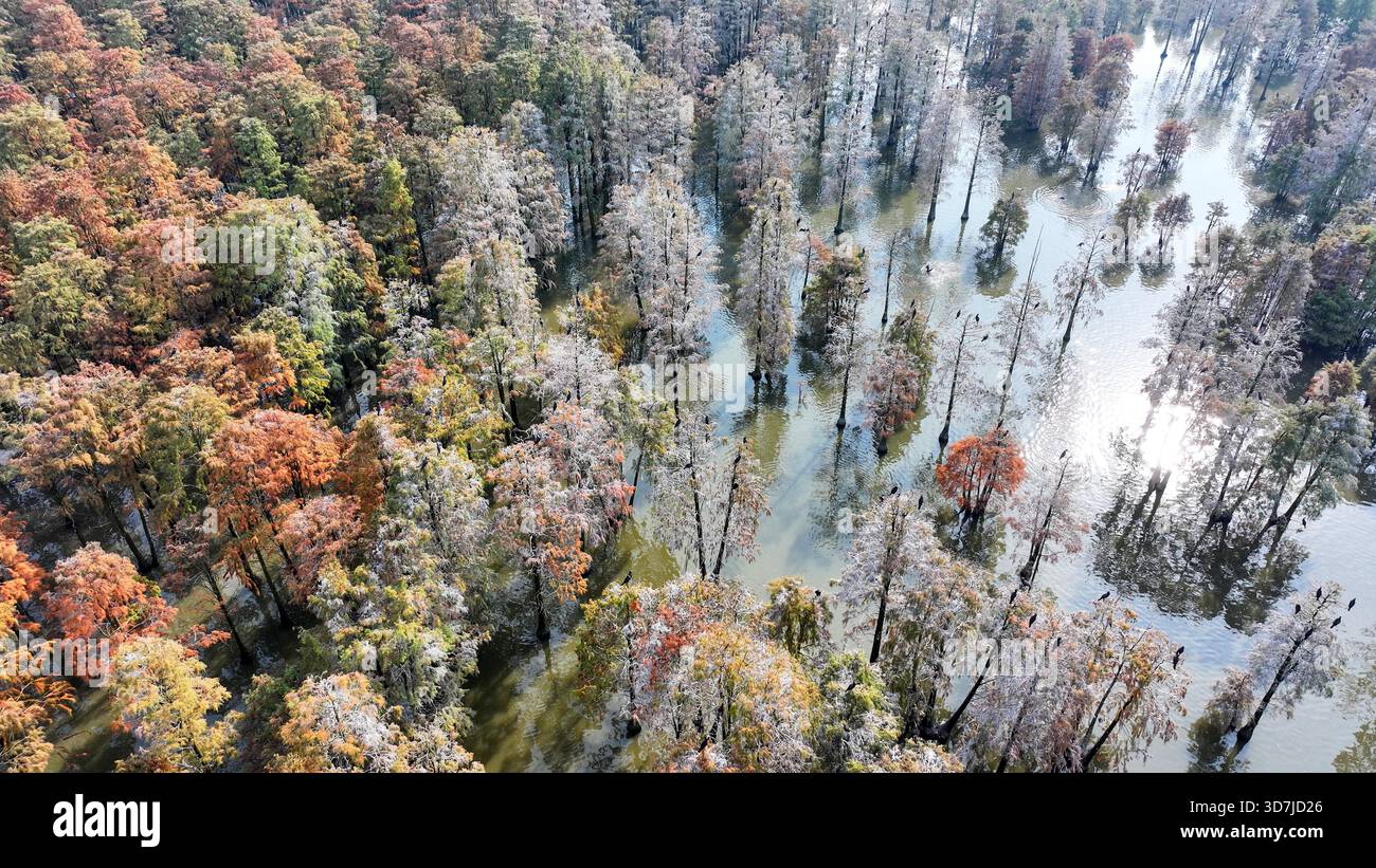 Aerial photo shows the bald cypress trees at a wetland park in Nanjing ...