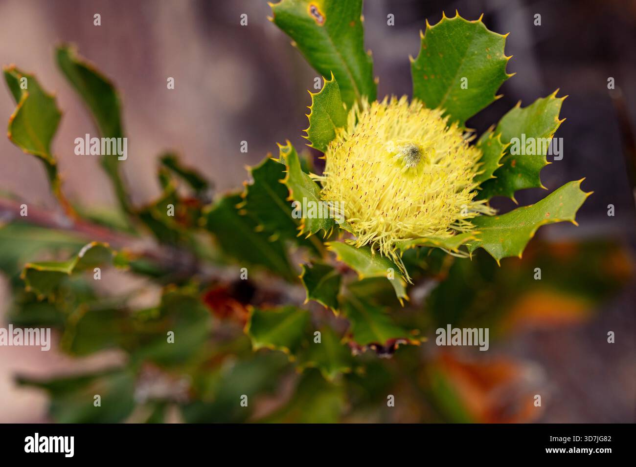 Adapted to regular bushfires hi-res stock photography and images - Alamy