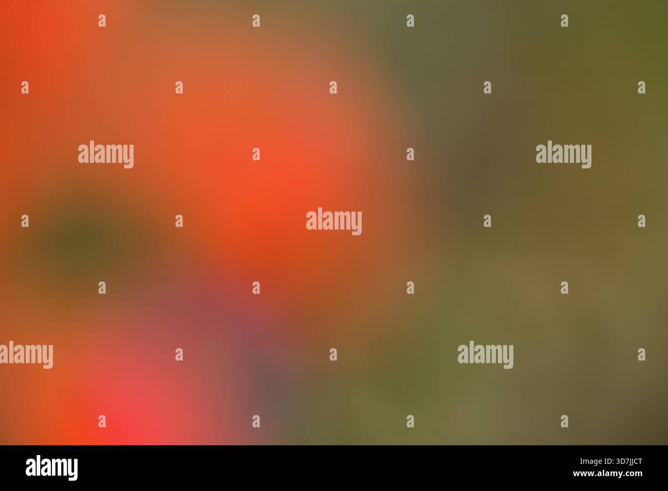 Abstract Blurred Flower Background with Soft Focus, Stock Photo