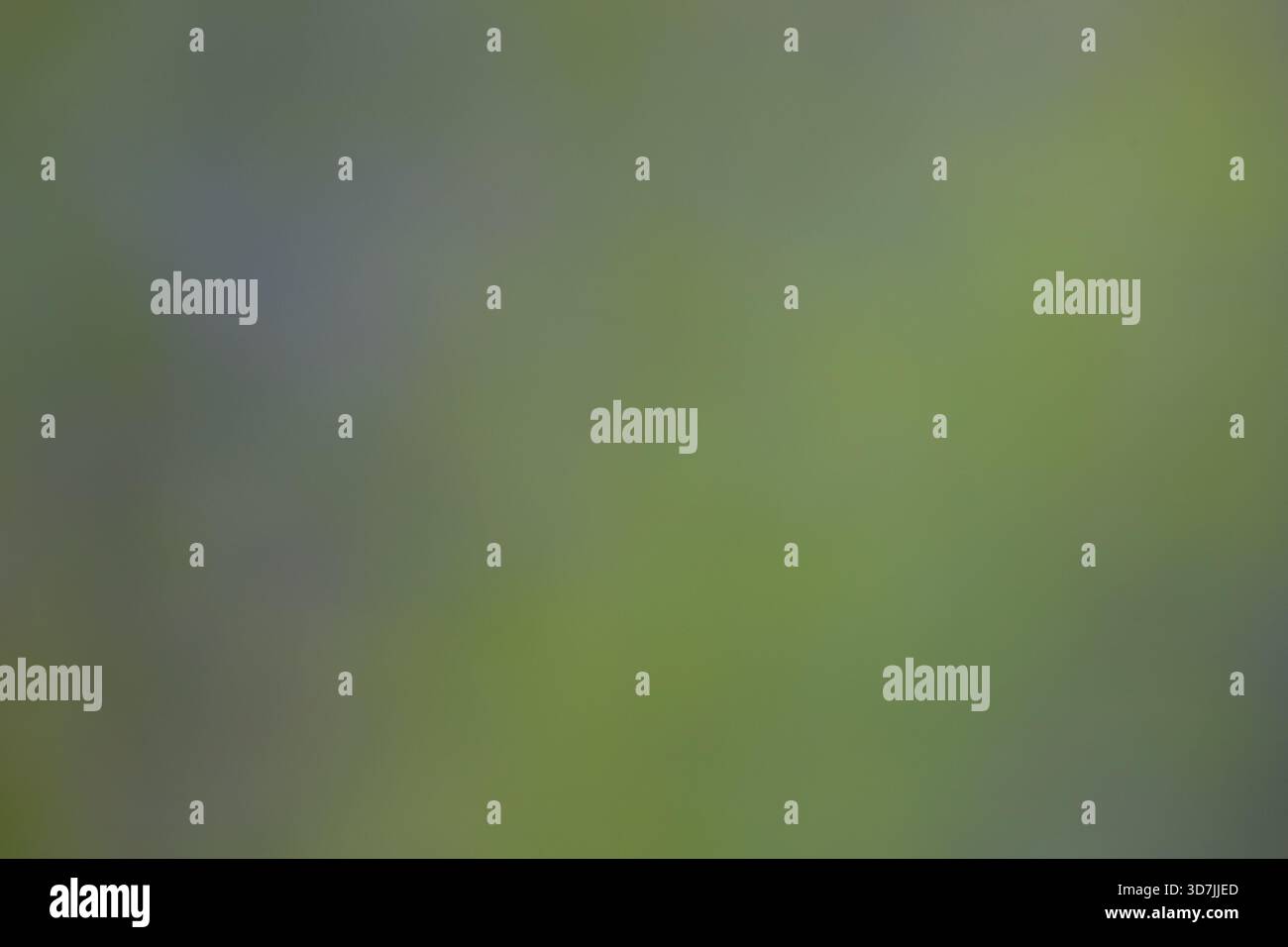 Abstract Blurred Flower Background with Soft Focus, Stock Photo