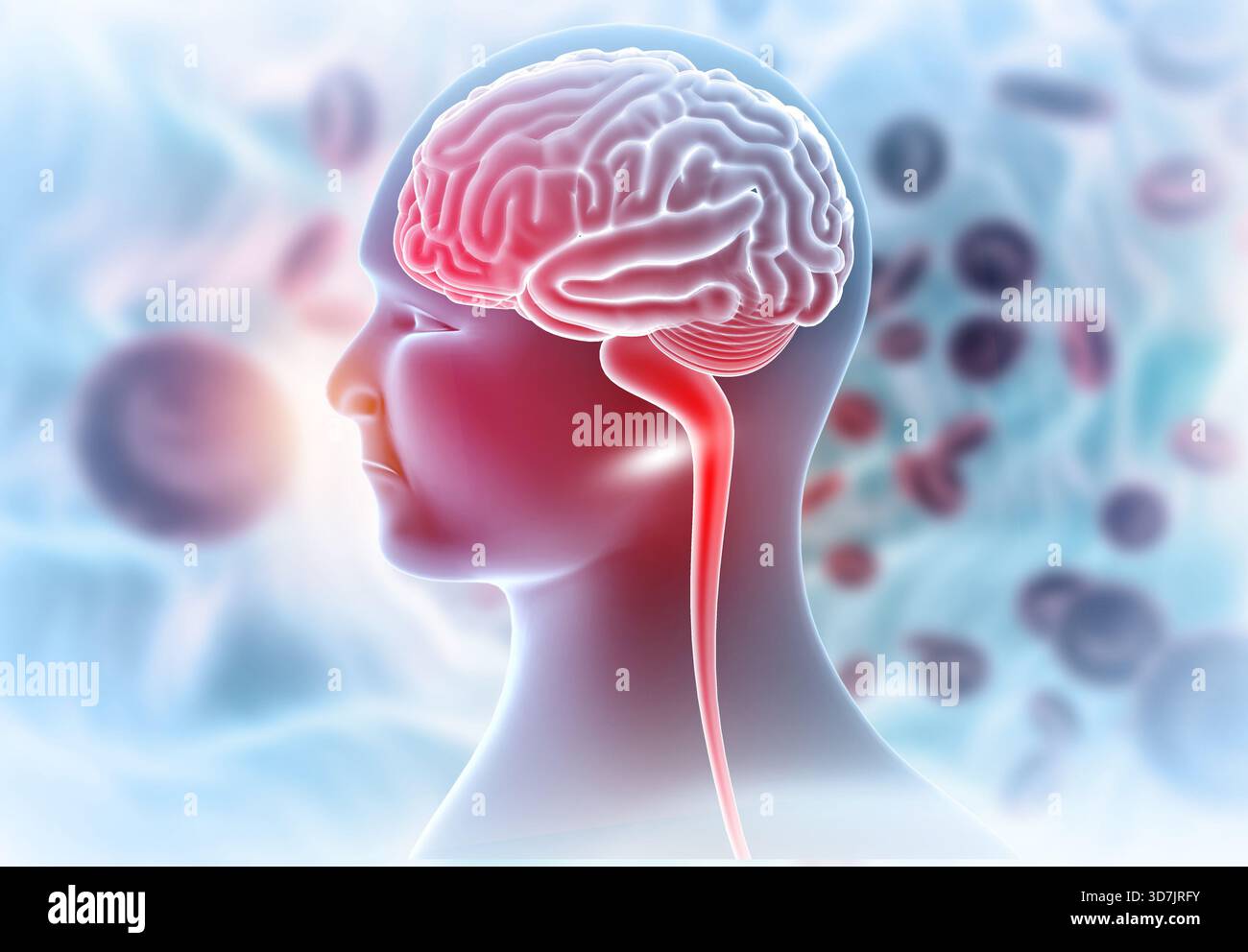 Human head and brain anatomy on medical background. 3d illustration ...