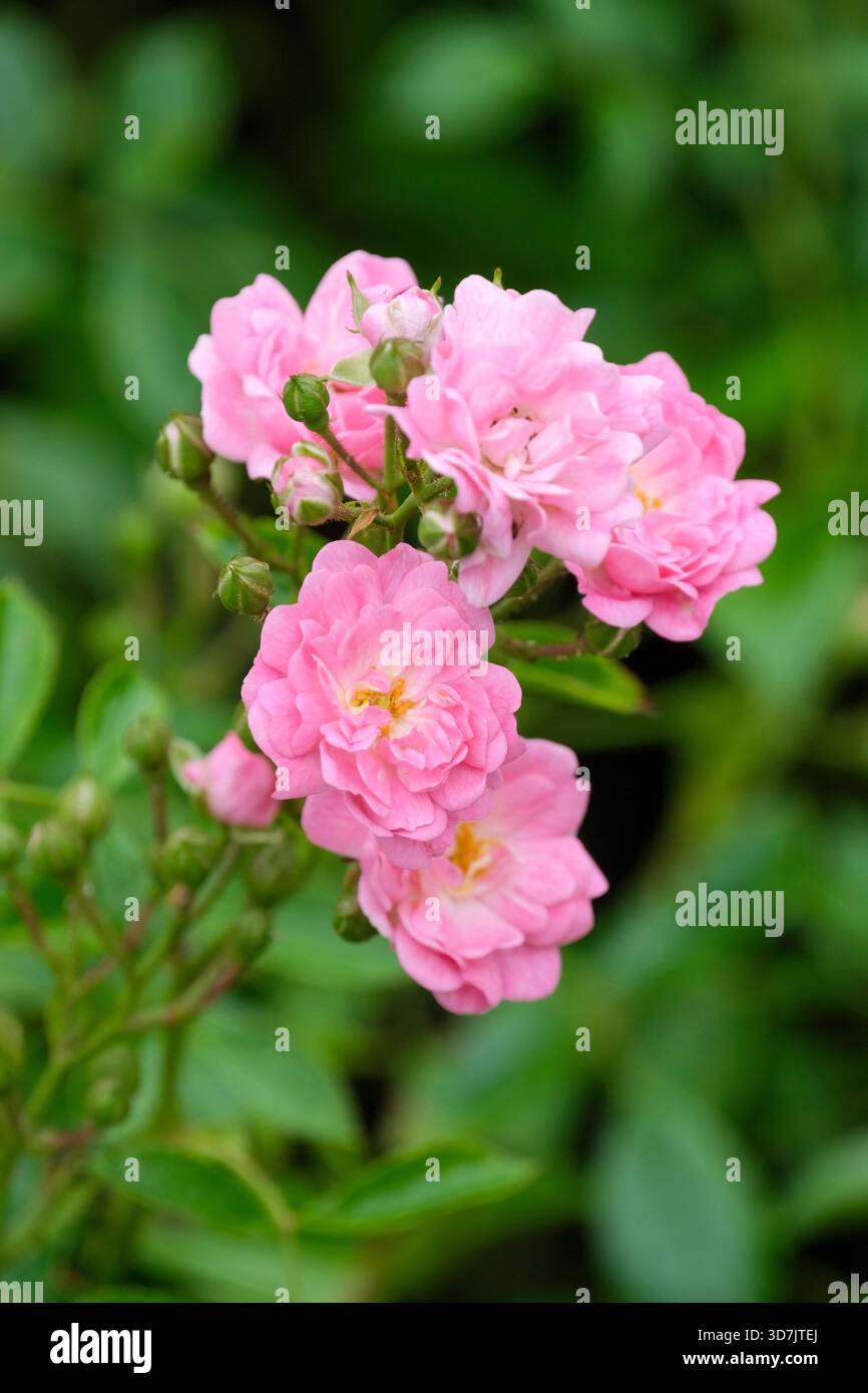 Rosa The Fairy, rose The Fairy, rosette-like, double, pink blooms Stock Photo